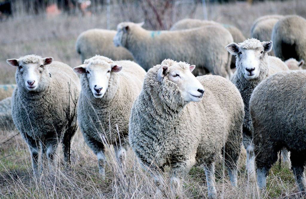 A herd of pregnant sheep graze on land at the Pacific Rim Institute. Their grazing is both beneficial to Iles business pursuits and the institutes restoration efforts. Photo by Laura Guido/Whidbey News Group