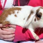 Megan Cantrell likes little lop-eared rabbits, simply called small lops, like this one. She and her brother feed and take care of the rabbits that live in big cages; some are litter box trained.