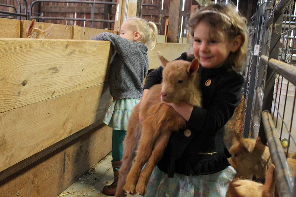 Paige Christensen, 4, cuddles a baby goat while her little sister Mackenzie checks on three born the day before. North Whidbey Farm products from goats milk, include soaps, lotions and some unique food.