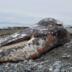 Whale appeared malnourished