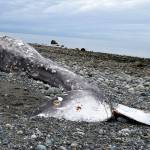 Whale appeared malnourished