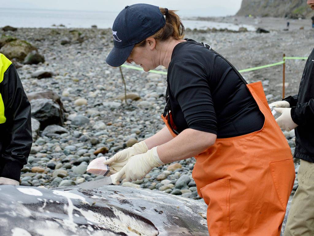 Photo by Laura Guido/Whidbey News Group                                Jessie Huggins, stranding coordinator for the Cascadia Research Collective in Olympia, takes a blubber sample while performing a necropsy.