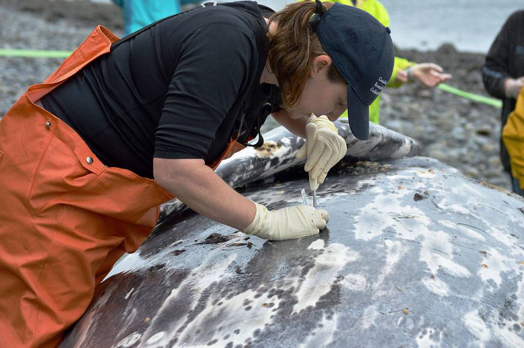 Jessie Huggins, from Cascadia Research Collective, begins to cut into the gray whales blubber and measure its thickness. The organization performed a necropsy Thursday to determine the animals cause of death. Photo by Laura Guido/ Whidbey News Group