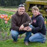 Ray Sullivan and Kelli Short, owners of K&R Farms, sit in front of recently planted tulips and a tractor that was used on the farm in the 50s by a previous owner. The farm stand north of Frostad Road now includes a tulip field. Photo by Laura Guido/Whidbey News Group