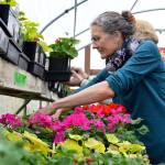 Ann Wilson tends to flowers in the greenhouse at Coupeville High School that will be sold April 28 during the Coupeville Garden Clubs 50th annual plant sale. Photo by Laura Guido/Whidbey News Group