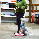 Canine Sports Sampler instructor Victoria Farrington has her Bedlington terrier Falcon to demonstrate pivoting for the class. Fairrington is an accomplished trainer and canine sports competitor, having won Masters titles in a number of events. Her class is kept casual and non-conventional, according to her and her students. Photo by Laura Guido/Whidbey News Group