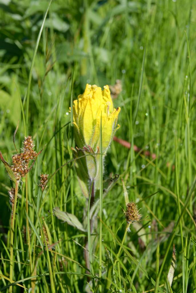 Golden Paintbrush only grows under specific conditions.