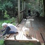 Homeowner Linda Nicol pulled out nettles from her backyard garden as volunteers with Central Whidbey Hearts & Hammers replaced rotted boards on her deck. Sadie the dog supervised.