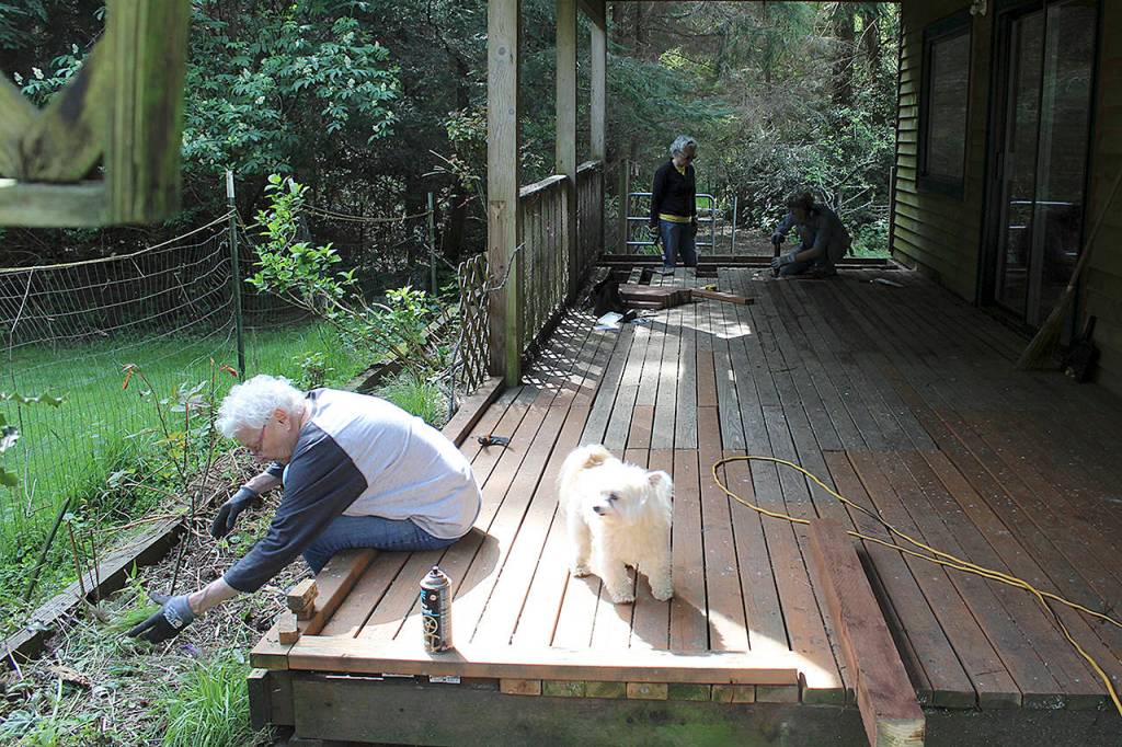 Homeowner Linda Nicol pulled out nettles from her backyard garden as volunteers with Central Whidbey Hearts & Hammers replaced rotted boards on her deck. Sadie the dog supervised.