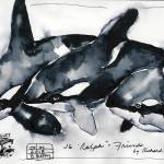 Orca painting by Richard Brown at Langley Whale Center, sketch by Barbara Barry