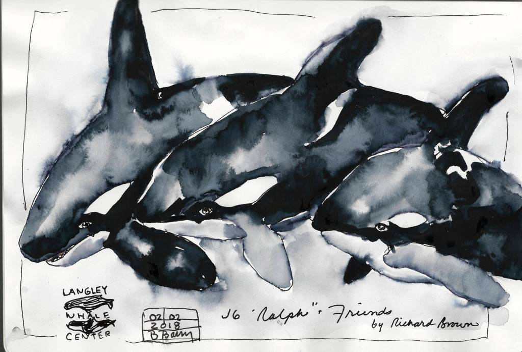 Orca painting by Richard Brown at Langley Whale Center, sketch by Barbara Barry