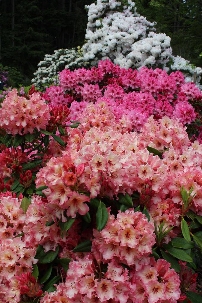 A rainbow of rhodies awaits visitors this weekend at Meerkerk Gardens. The sanctuary of paths, woods, water views and hundreds of rhododendrons and other flowering plants hosts its annual Mothers Day concert Sunday. Tickets: $10.
