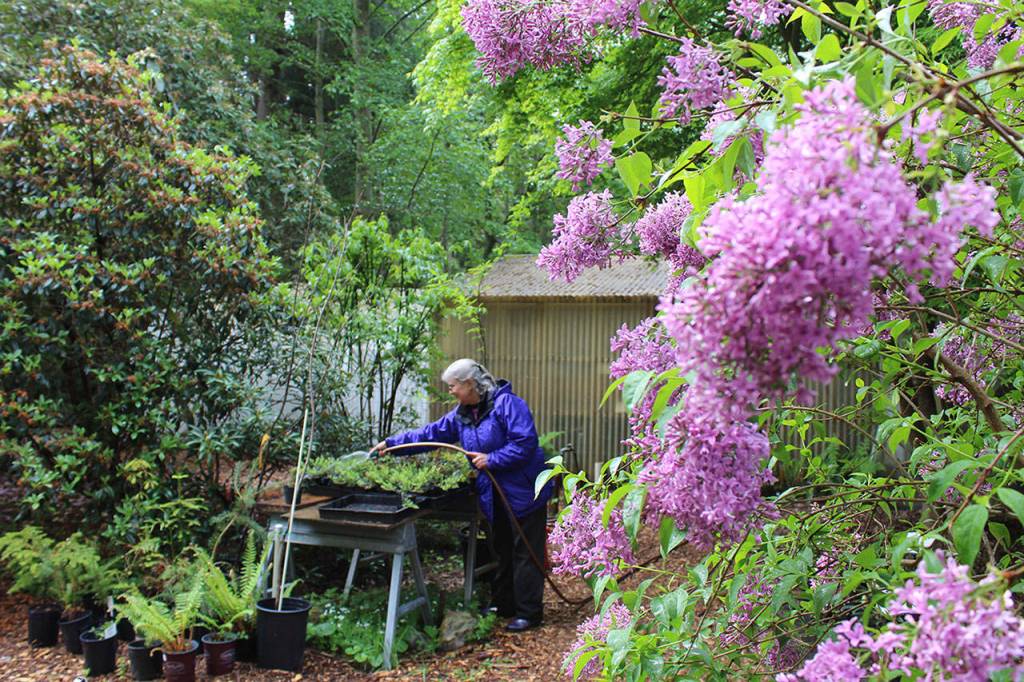 Working near a potent lillac bush, Avery Holzer attends to her Thursday duties as a Meerkerk Garden volunteer.