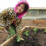 Photos provided                                Broad View Elementary School student Layla Williams plants vegetables in the schools garden. Broad View was recently recognized nationally for its environmental and sustainability efforts.