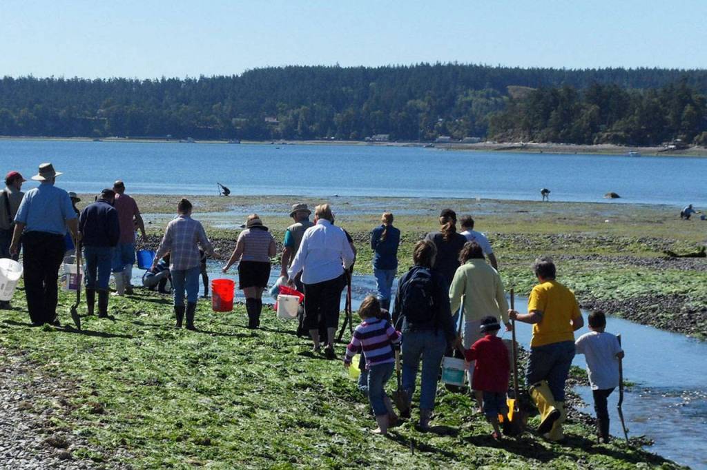 Photos provided.                                Sound Water Stewards clamming classes take place at Double Bluff beach and are popular with people of all ages.                                Sound Water clamming classes take place at Double Bluff beach and are popular with people of all ages. Photo provided