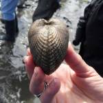 Side view of heart cockle clam.