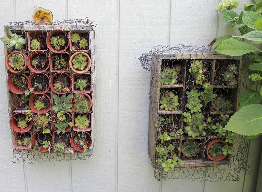 Mary Benninghoff likes to display succulents in surprising ways, such as old boots and in a vertical case warpped in wire.