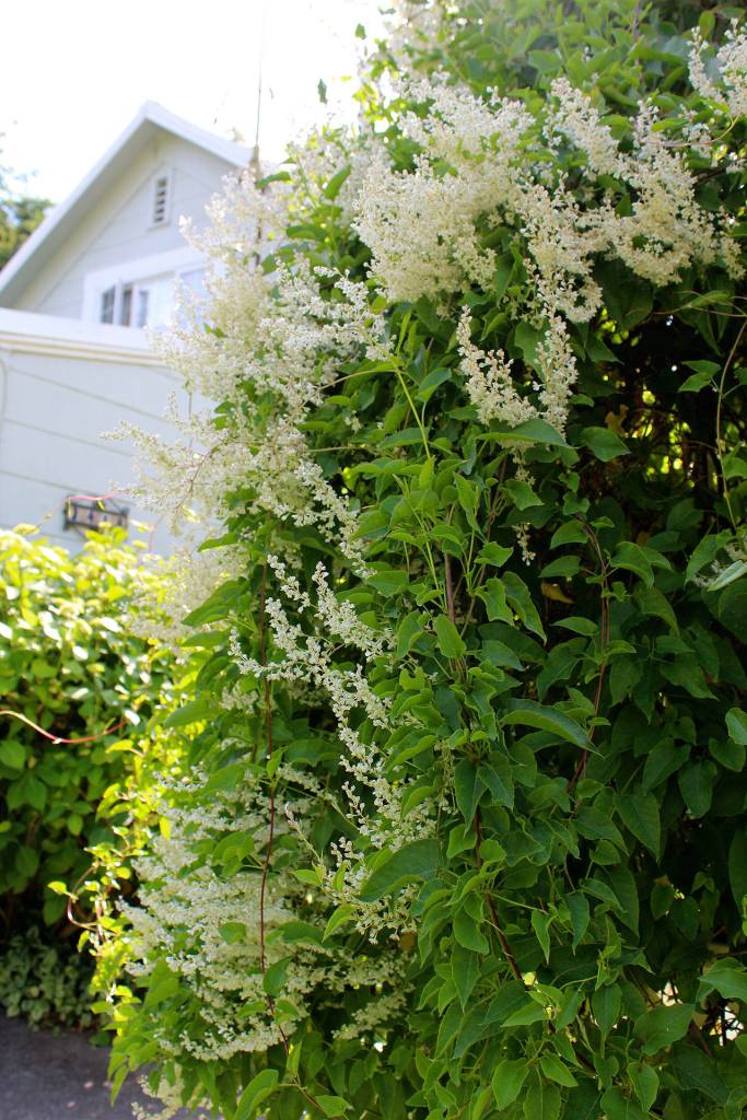 Silver lace wraps around a trellis on the side of Mary and Fred Benninghoffs yard, one of five features onthis years Oak Harbor Garden Tour.