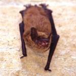 Photo from the Washington State Department of Fish and Wildlife.