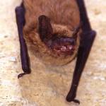Health officer: summer brings out bats