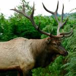 Photo courtesy Rodney Simmons                                Bruiser, Whidbey Islands lone resident elk, has lived in the Strawberry Point area of Oak Harbor since the fall 2012.