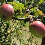 Photo by Harry Anderson                                Young gravensteins