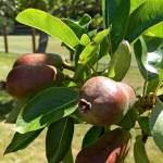 Photo by Harry Anderson                                Young pears
