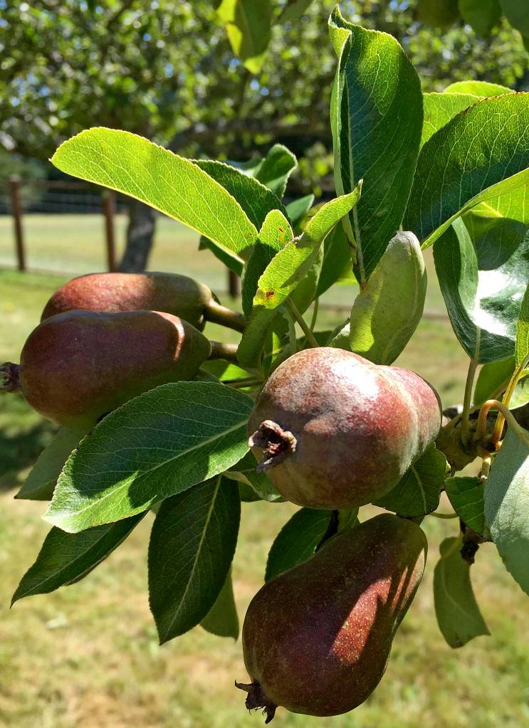 Photo by Harry Anderson                                Young pears