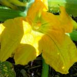 Photo by Harry Anderson                                Zucchini blossom