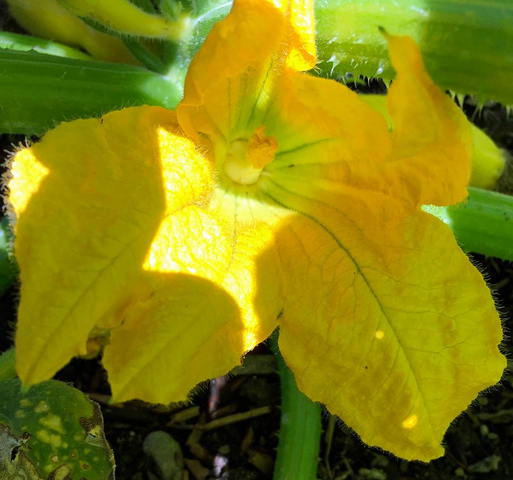 Photo by Harry Anderson                                Zucchini blossom