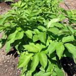 Photo by Harry Anderson                                Potatoes