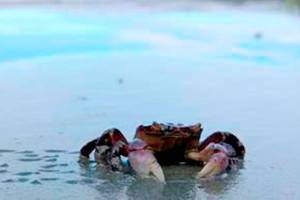 Tidepooling Along the Olympic Peninsula