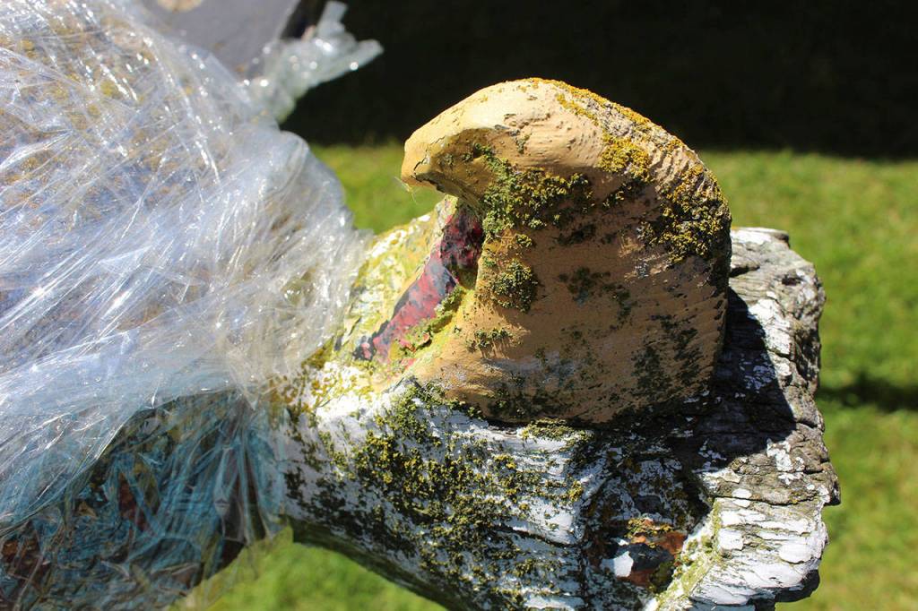 The poles original paint still cover parts of the eagle that perches atop the 50-foot carving. Photo by Patricia Guthrie/Whidbey News Group