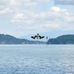 An osprey dives into the water at Dugualla Bay to catch a fish. Ospreys are one of over a hundred species of birds documented on the land preserved by the Whidbey Camano Land Trust. Photo by Laura Guido/Whidbey News-Times