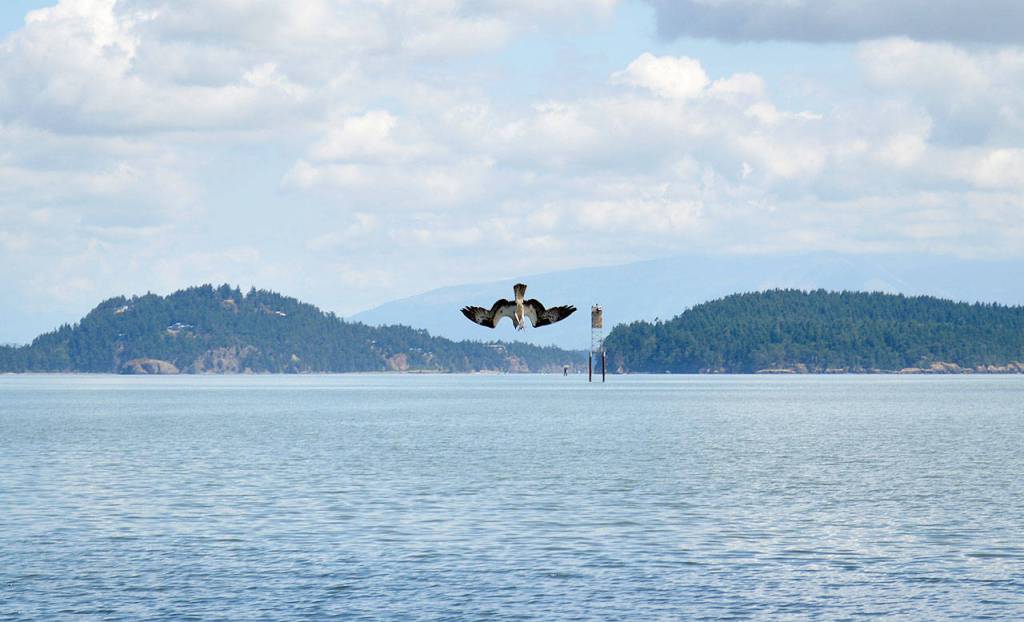 An osprey dives into the water at Dugualla Bay to catch a fish. Ospreys are one of over a hundred species of birds documented on the land preserved by the Whidbey Camano Land Trust. Photo by Laura Guido/Whidbey News-Times