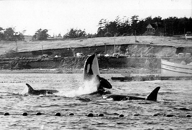 Killer whales not trapped in nets during the 1970 Penn Cove capture stayed near penned kin until the last one was hauled away on a truck. 1970 photo by Wallie Funk