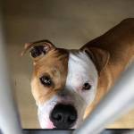 The WAIF facility in Coupeville currently receives dogs from Oak Harbor Animal Control operations after they go to a holding facility that the city leases. Under Dreskers recommendation, dogs like Duke (pictured) would go directly to the Coupeville facility when they are picked up by an officer. Photo by Emily Gilbert/Whidbey News-Times.