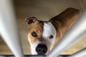 City of Oak Harbor mulls new contract with WAIF