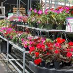 <em>Annuals bloom in the greenhouse at Bayview Farm and Garden.</em><em></em>