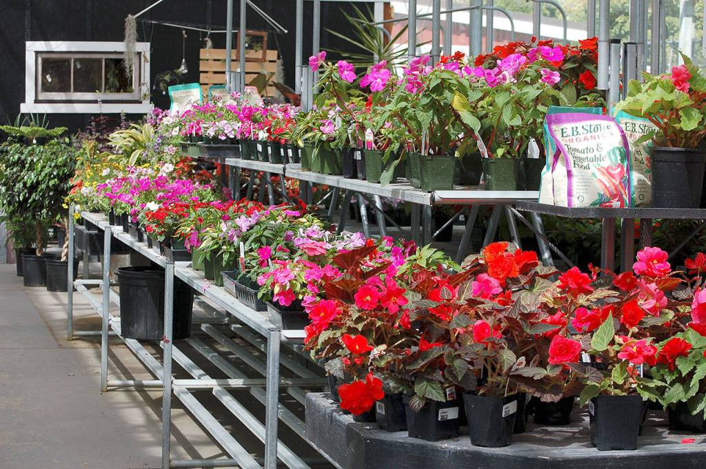<em>Annuals bloom in the greenhouse at Bayview Farm and Garden.</em><em></em>