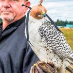 Raptors ready to roost at annual festival