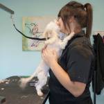 Alex Buschschulte grooms Betty the Maltipoo, who enjoys the attention.