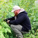Kyle Flack, of Bells Farm, harvests some beans from the garden. The Farms produce will be featured at Langley and Coupeville farmers markets, the Harvest Faire, Sept. 30 at Greenbank Farm, and in dishes served at Christophers on Whidbey during Whidbey Island Grown Week, Sept. 28 to Oct. 7. Photo by Laura Guido/Whidbey News Group
