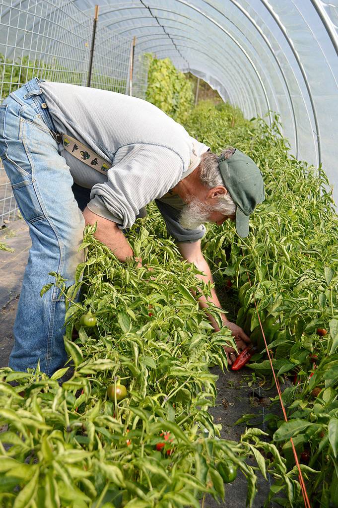 John Burks, owner of Kettles Edge Farm, looks at some of the peppers that will be featured in cooking demonstrations by a local food blogger. The farm will be one of nine on the self-guided Ebeys Farm Tour from 10 a.m. to 2 p.m., Sept. 29. Photo by Laura Guido/Whidbey News Group
