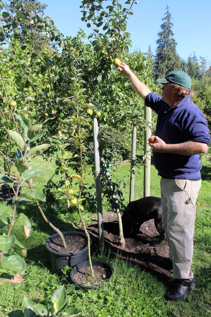 Apples are grown on semi-dwarf M27 rootstock at Muscle and Arm Farm. They grow six to seven-feet tall and yield 25 to 50 pounds of apples once mature. Dan Vorhis propagates them to sell to the home orchardist. Six trees can be lined up and stabilized with two posts and a cable as they grow. (Photos by Patricia Guthrie/Whidbey News Group)