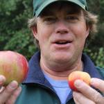 Apples come in all sizes as Dan Vorhis demonstrates.