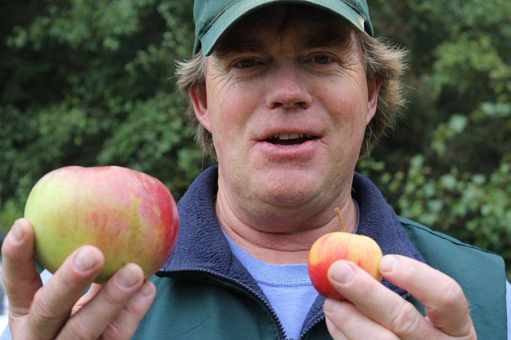 Apples come in all sizes as Dan Vorhis demonstrates.