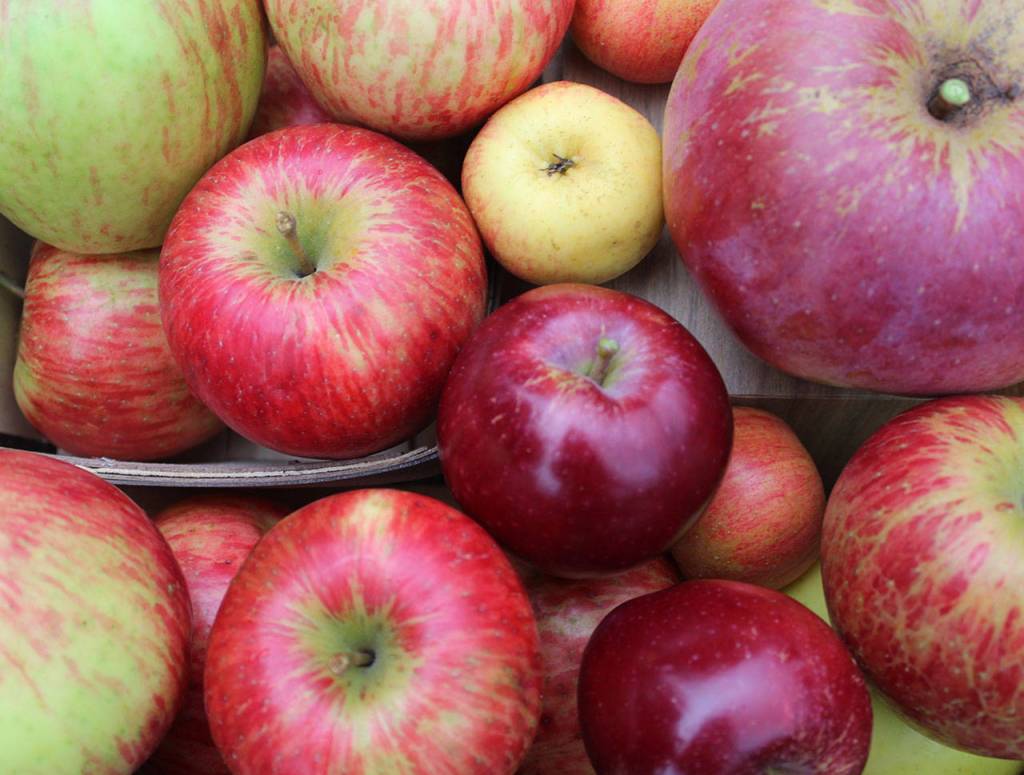 Some of these apples may end up coated in homemade caramel at the Whidbey Island Cider Festival Sept. 29 at Pacific Rim Institute.