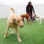 Photos by Laura Guido/Whidbey News-Times.                                Kori Hall, owner of Koris Muttley Crew, plays with her furry kids at her new cage-free doggy daycare in Oak Harbor.