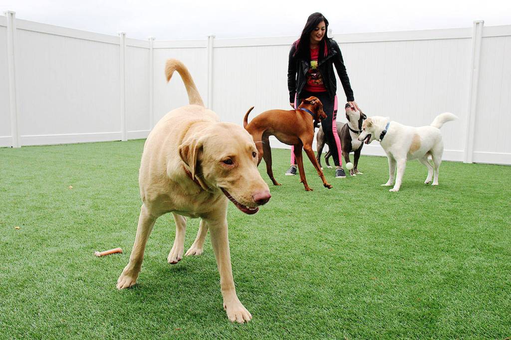 Photos by Laura Guido/Whidbey News-Times.                                Kori Hall, owner of Koris Muttley Crew, plays with her furry kids at her new cage-free doggy daycare in Oak Harbor.